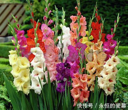  「我国」我国最新兴的果树，比蜂 蜜甜25倍，插土里就活，来年扁