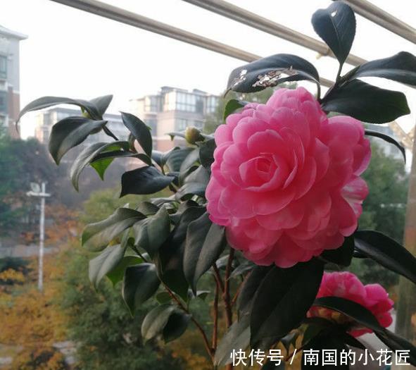 『五彩石竹』在家中养护花卉,就选择花色梦幻的5种花,妖娆优雅,非常的漂亮