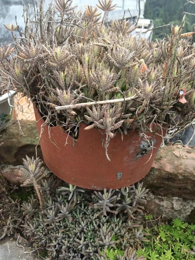 慎养■这花要慎养,每年砍掉3麻袋,照样蹭蹭长