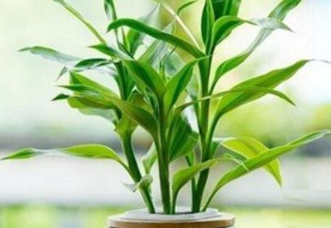  『家里』能为家中添“好运”的4种花，家里养一盆，夫妻双双发大财！