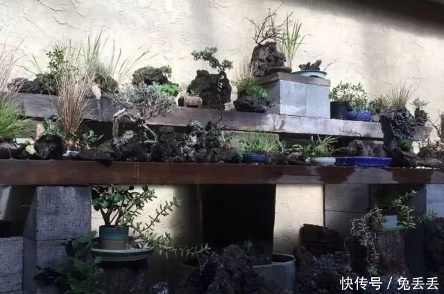  『养花』有个小院子，喝茶养花玩石头