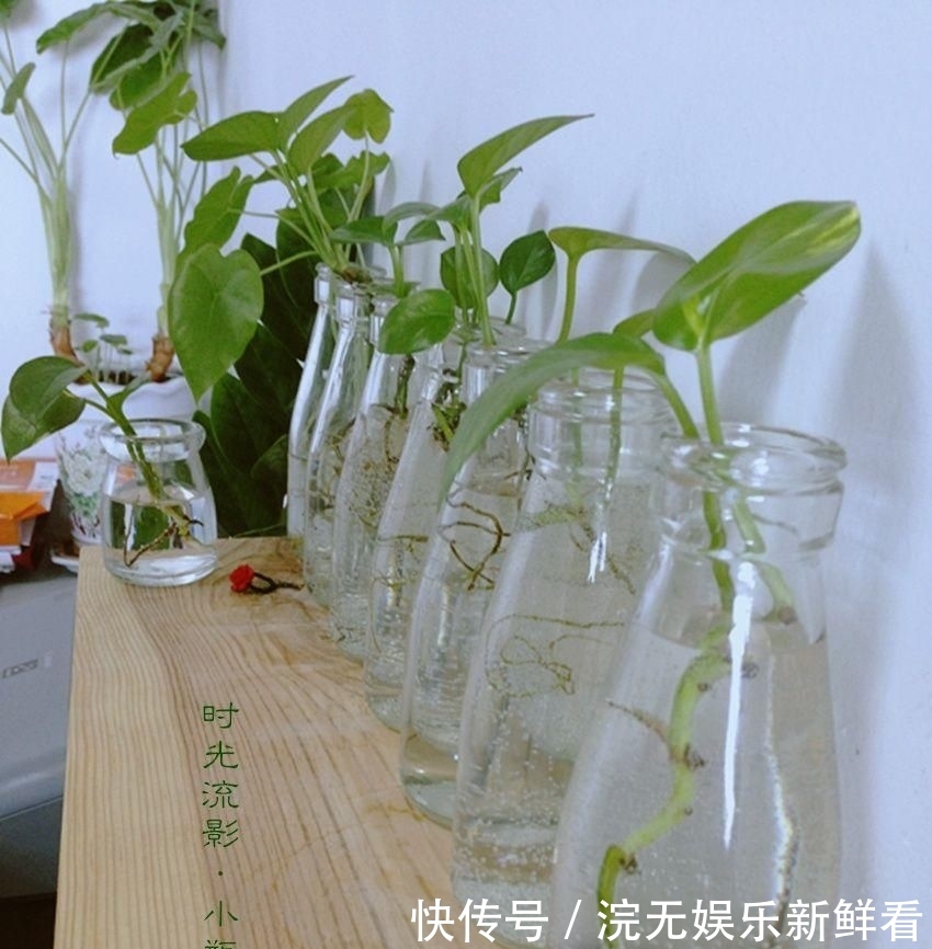『插素』「淡淡清欢」素心素手插素花