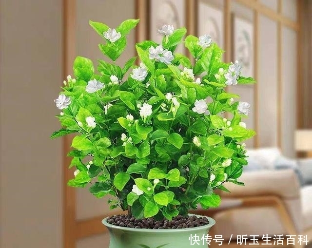 『枝繁叶茂』夏天养茉莉,耍点“小手腕”,枝繁叶茂,开花多好几倍