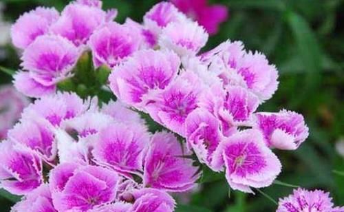  扫光：盆栽佳品，四季开花，清香怡人，铁心肚量，养上几盆毒气扫光