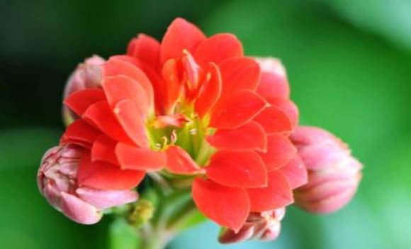  『提高』“4种花”最适合养卧室，漂亮又养人，提高睡眠质量，心情好！