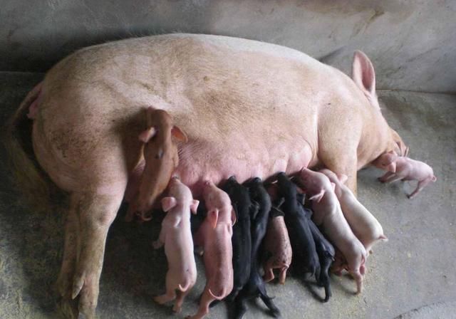 猪肉价格暴涨，目前生猪价格突破15元/斤，那么散户能赚多少？