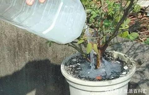 『蚂蚁』如何去除花盆里的蚂蚁虫害?5个方法,从根源上将它灭光光