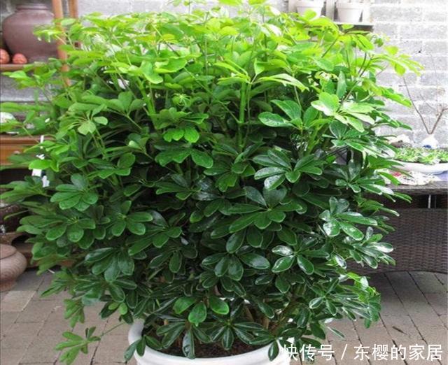  扦插|家中养鹅掌柴，注意几个细节，叶子浓绿，长得旺