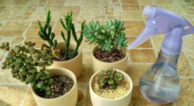  小花：养花怎么浇水？浇水也要讲方法，小花花：再乱浇，分分钟死给你看