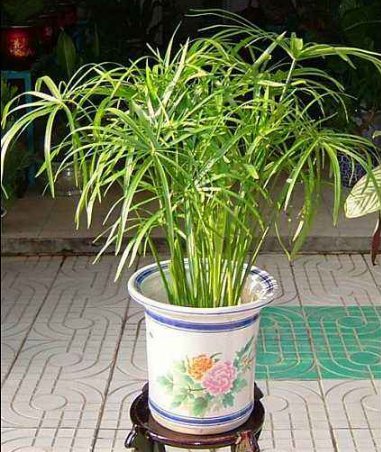 「芙蓉莲」阳台养此款“喜水花”，沾点水就爆盆，开花繁盛惹人爱，绚丽多彩