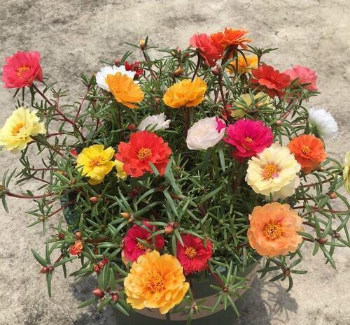 『花开花』太阳花开花少?晒晒太阳,浇点肥水,花苞不断萌发,又开花爆盆了