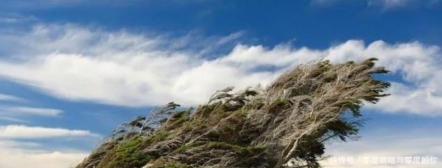 世界上最美丽的六种树，造型风格各异，有一种能在关键时刻救命