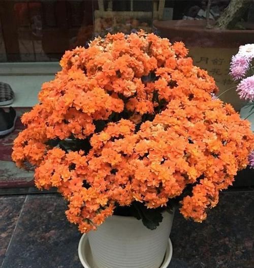  「长寿花」这3种“花”养家中，杀菌除异味，净化空气助睡眠，比绿萝强多了