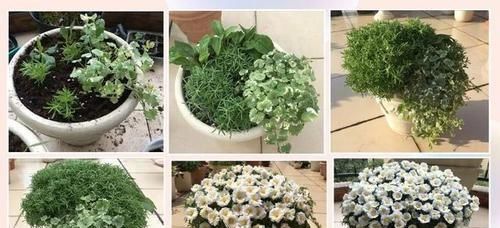  『种植』?好看的太阳花盆栽怎么种植开花繁茂不倒伏？把握4个基本点