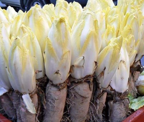 『菊苣』在阳台种植“黄金菜”,1个月后比“文竹”美,摘了一茬又一茬!