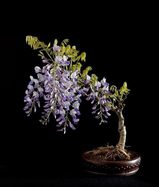 60例盆景树种,总有属于你的那棵(建议收藏)