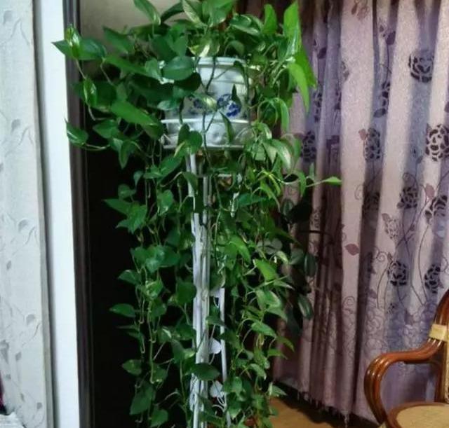  #花友#绿萝虽然很平常，打扮一下也能很惊艳！做一做造型，好看不少哦！