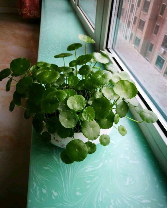 铜钱@“铜钱草”很好养,用好这3招,叶子才能“又大又圆”