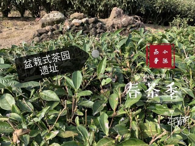  【S师傅】2020春茶笔记第八篇，从2016到2020年，看茶山茶农们的笑脸变化