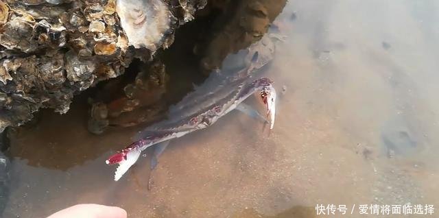 去赶海，发现只梭子蟹，刚走近就舞着蟹钳要夹人！