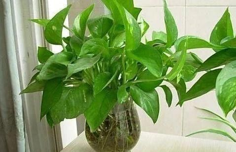  「枝条」水培繁殖绿萝怎么做？按照2步简单操作，养1周根须就能抱成团