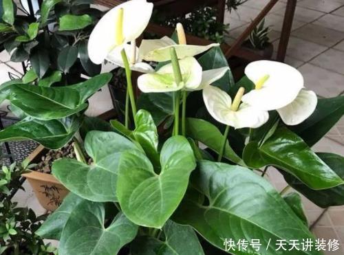  「增加」春季气候太干燥？4种绿植堪称“天然加湿器”，养1盆能增加湿度