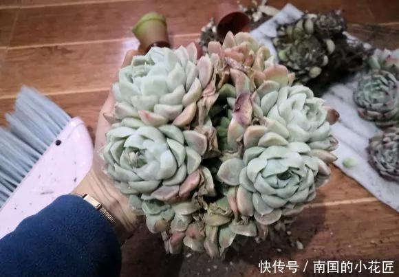 『图片作者』多肉变成白菜价，几毛钱1棵，有的都白送，你买贵了吗？