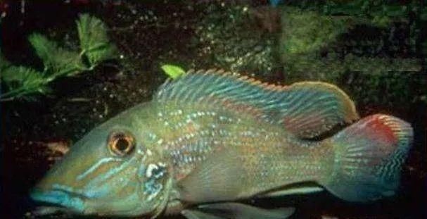  #水族市场上#美洲慈鲷之美，您细品