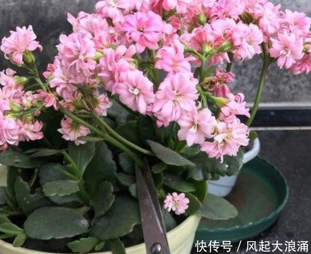  『记得』5月养长寿花，记得做好4件事，多长新枝，花期多开花