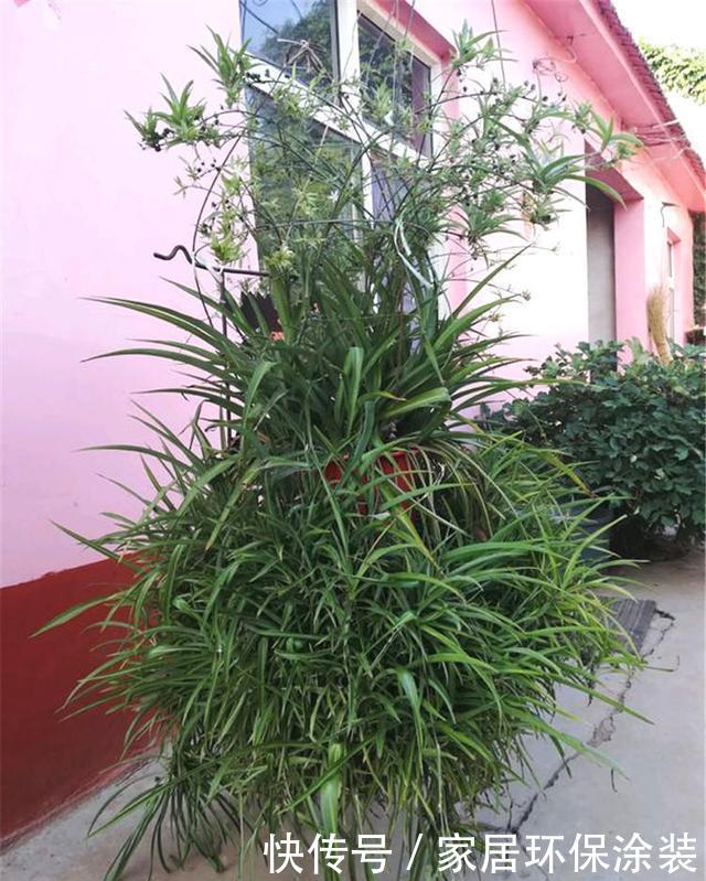 [一大]吊兰养成老桩一大盆，这没什么难的！有吊兰都能养出来