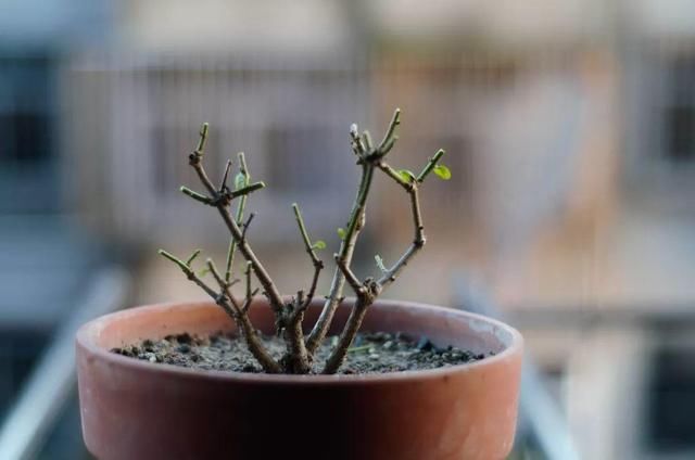  放在光照好的地方多■20种花，春天最爱疯长，爬满墙、爆开花，疯狂刹不住闸！