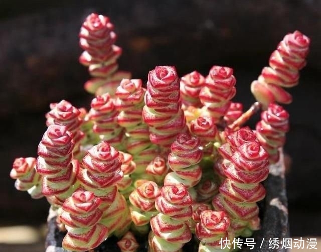  『养护』多肉“钱串子”，用这3个小妙招，一个“铜钱”也不掉