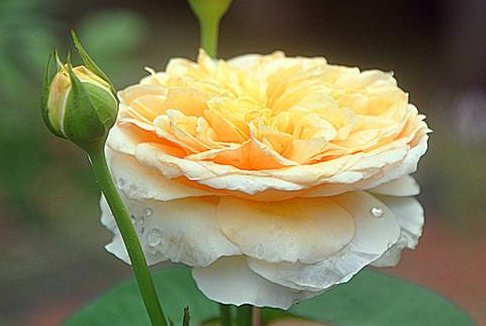  花色：喜欢养菊花，不如养此款花，花开清香优雅，花色素雅，琳琅满目
