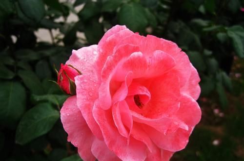  【海棠花】想家中阳台变“花园”吗？推荐几种实惠的花，快来买买买！