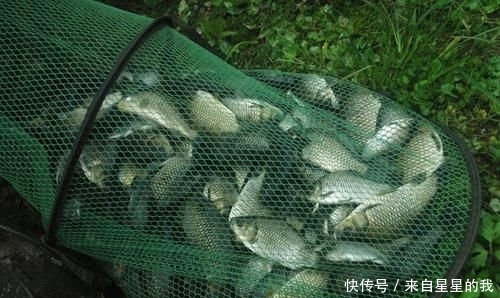  「天气」这里的鱼不仅多, 而且傻, 钓鱼拉得手抽筋