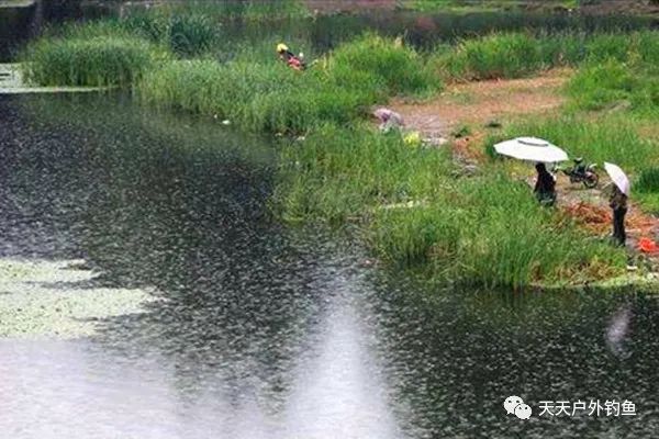  [轻松]春钓谚语：跟着谚语玩春钓，收获轻松翻几倍！