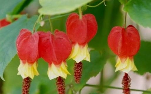 『小花』此5款小花最好养，花朵粉嫩丰腴，娇憨可爱，阳台变百花园，大气