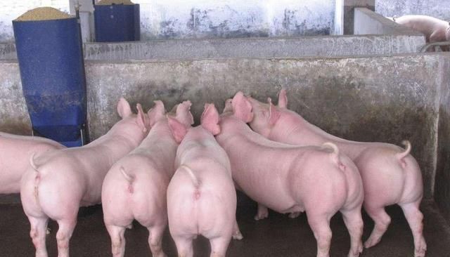 猪肉为什么要涨价呢？是猪少了还是生猪太贵了？