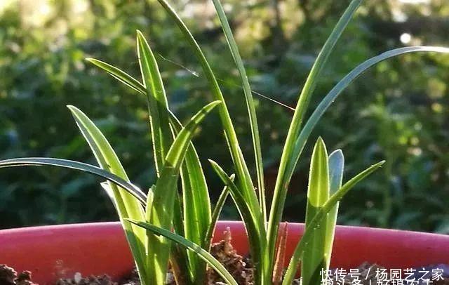 好处:新手养兰花,叶片喷雾有什么好处?