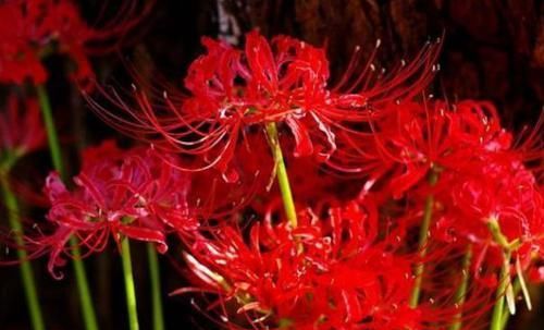  「优美」喜欢菊花，不如个“花卉珍品”曼珠沙华，花开如烈焰，大气优美！