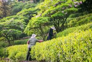  『杜鹃』千年杜鹃生长在茶园阡陌之间，硕大的杜鹃花开了，意境悠远