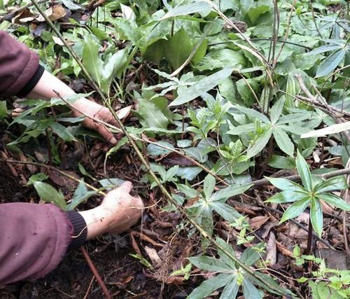  种植物：它1斤“650元”，生长在山沟里，植株并不丑，也能开花，珍贵