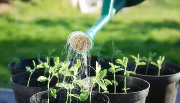 『外观很』怎样浇水都死不了的植物,新手们速度收藏起来