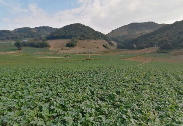  高山■年产值高达20亿元！全国高山蔬菜第一县是如何做到的？