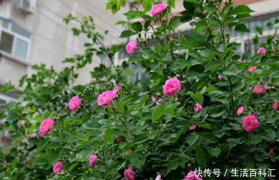 蔷薇扦插|蔷薇的繁殖方法:扦插,最简单快捷的方法