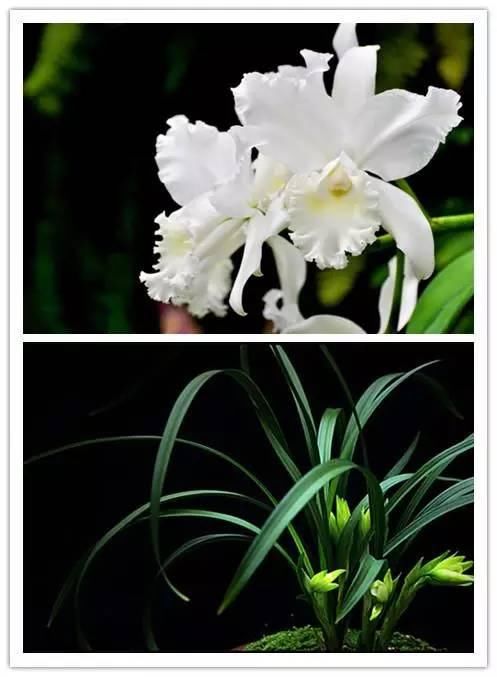 在诗词中绽放的十大名花！你喜欢哪种？