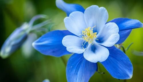  #家里#养花就养3种花，家里养一盆，开花漂亮花期长，谁养谁喜欢
