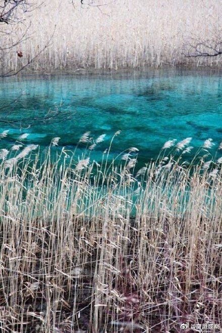 美极了!九寨沟芦苇开好了