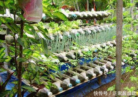  「吃不完」塑料袋子别扔了，像奶奶一样种“辣椒”，一棵结五六