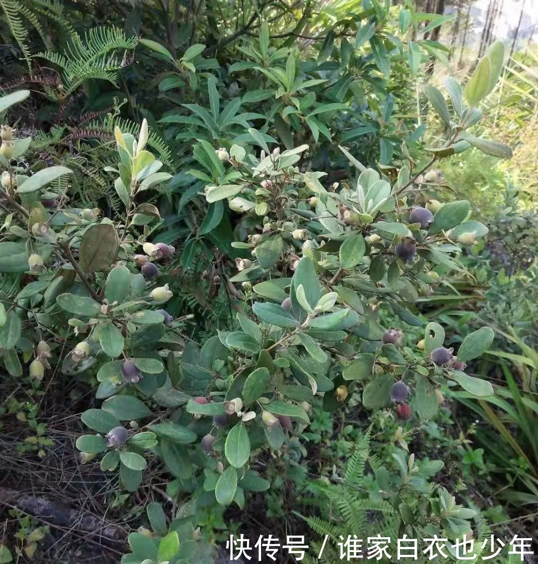  就特别|山上随处可摘到的捻子，果实黑透才好吃，种院子开花特好看